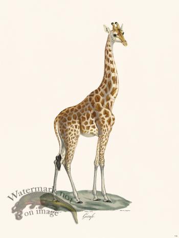 Cuvier 074b Male Giraffe bc